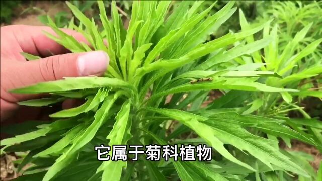 如此珍贵的小蓬草,究竟有什么好处?