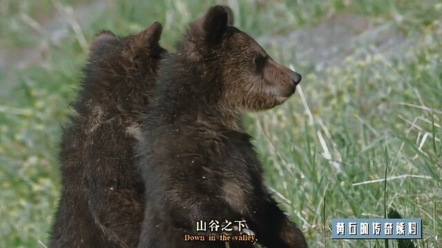 曾生育四胞胎的熊妈是黄石传奇,子孙兴旺助力熊族复兴!