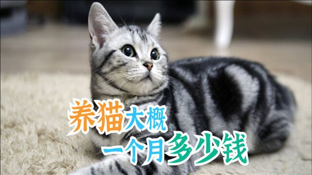 养猫大概一个月多少钱