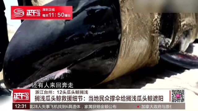 浙江台州12头瓜头鲸被搁浅:民众撑伞给搁浅鲸遮阳