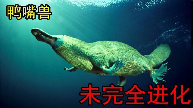 #“知识抢先知”征稿大赛# 鸭嘴兽:原始奇特生物,唯一卵生哺乳动物,被认为未进化完全