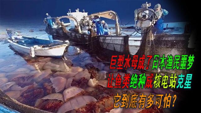 巨型水母成日本渔民噩梦,成核电站克星,它到底有多可怕?