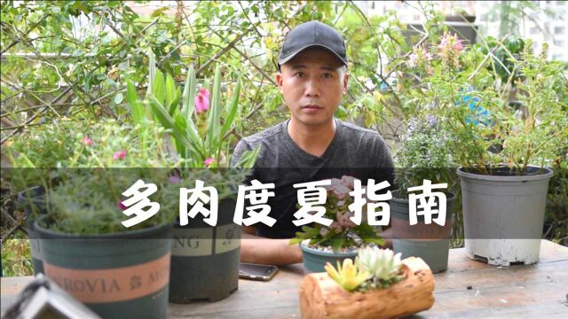 多肉植物度夏指南,夏季断水2个月,保持通风熬到9月就能满血复活