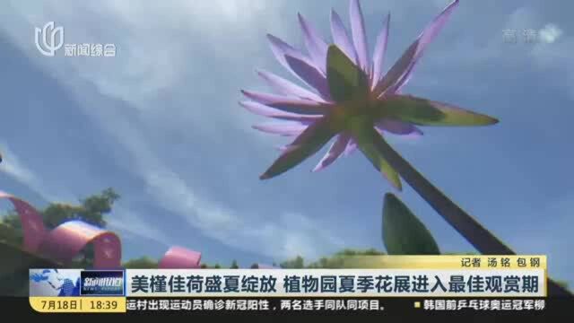 美槿佳荷盛夏绽放 植物园夏季花展进入最佳观赏期