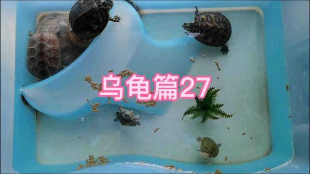 日常生活58乌龟篇27