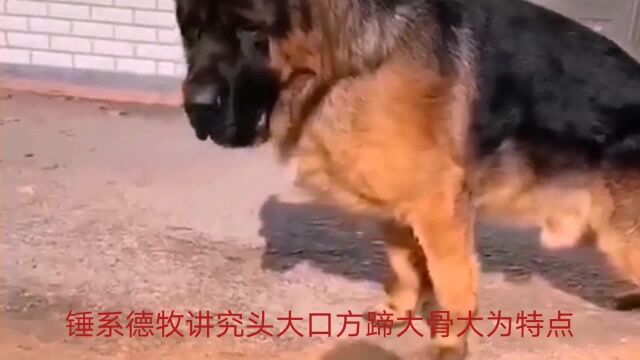 四大神兽”,猪獒,锤牧,陕罗和驴青