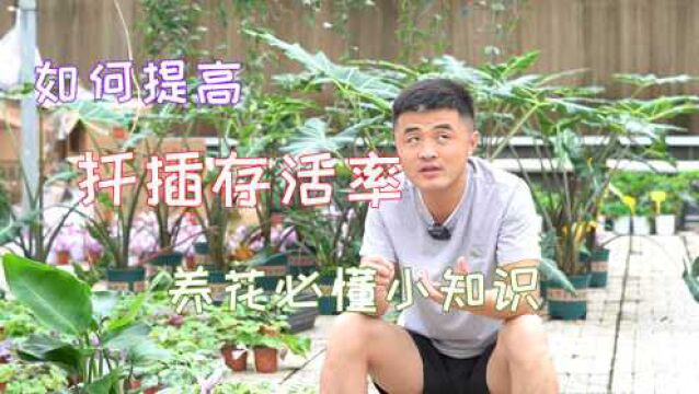 扦插需要注意什么?如何提高扦插成活率?养花必懂小技巧