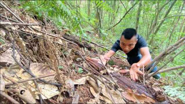 大山里意外发现野生“红灵芝”,晒干能卖5000元一斤,哇塞发财了