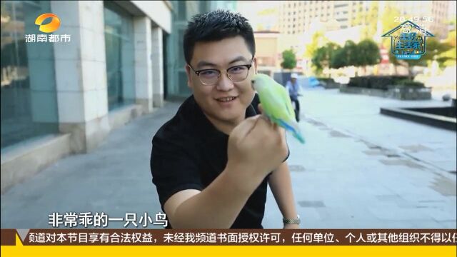 自带“导航功能”的小鸟 放飞以后还会飞回来 它究竟多粘人?