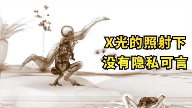 X光照射下的人与兽,画面可怕又真实,吃喝拉撒毫无隐私可言#电影HOT短视频大赛 第二阶段#