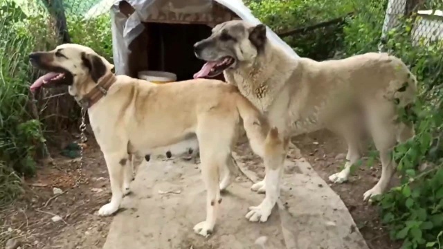 土耳其坎高犬长得真精神,腰身细长精干,一看就是好苗子!