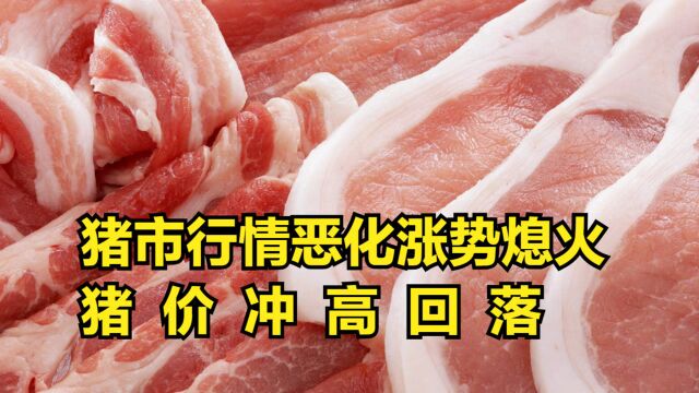 猪市行情恶化涨势熄火?猪价冲高回落,同比下挫59.2%