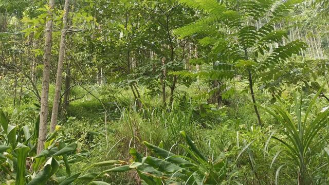 秋天的大山里面依然绿油油