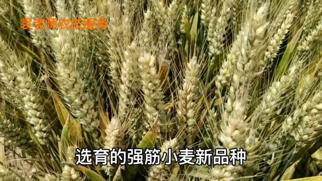 强筋小麦中麦578,最高亩产841公斤,如何种植才能高产