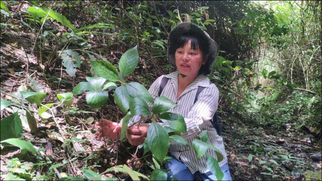 认得四块瓦,不怕棍棒打,可见作用之大,山里这种珍贵植物得认识