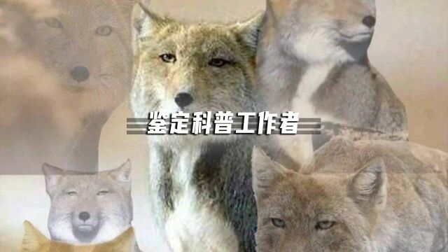 聊点严肃的:因初心用爱发电,为了科学一往无前,他们就是科普工作者!