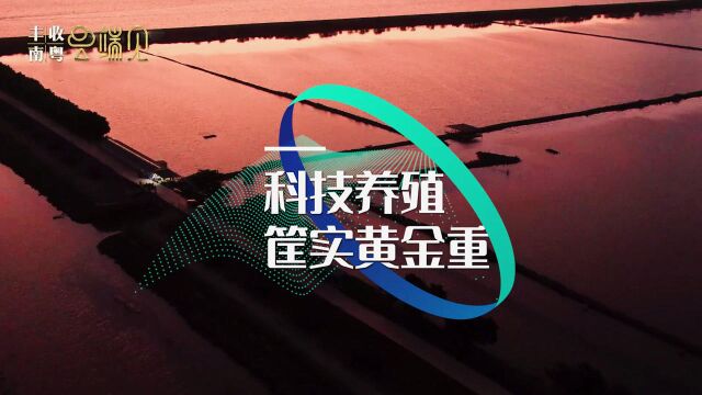 本期探秘宝藏园走进广州南沙区渔业现代农业产业园,从“塘头”到餐桌,展现科技养殖的南沙“美丽渔业”.