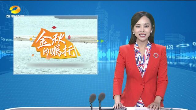 岳阳市君山区“江豚湾”:昔日喧嚣砂石码头 今朝江豚嬉戏胜地