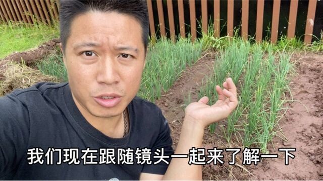 小葱种植有讲究,做好这几步,后期小葱长得又壮又粗