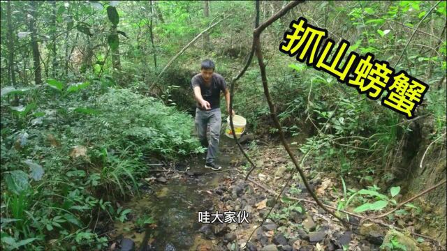 福建老板出价80元一斤,大量收购这种山螃蟹,小钟抓了半桶赚翻了