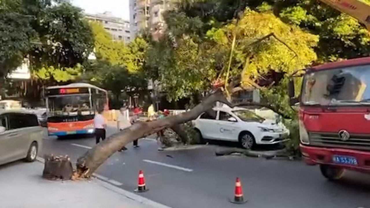 福州闹市大树倾倒砸中载客网约车 车上四人均无碍