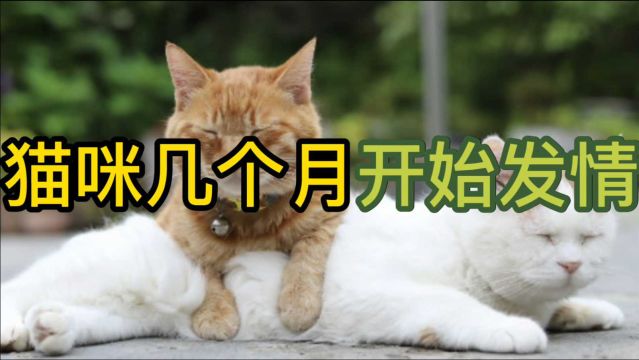 猫咪几个月开始发情