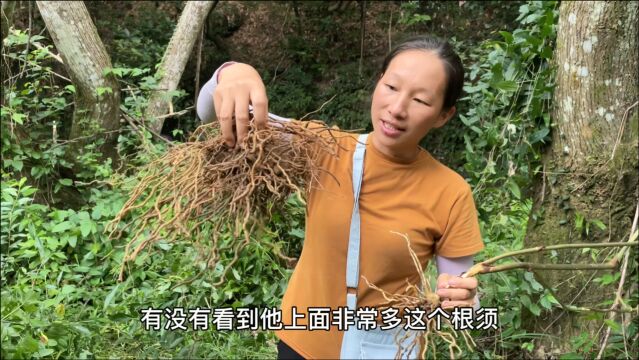 这种植物的根部一棵卖100元,应该很少人认识,拍给大家看看