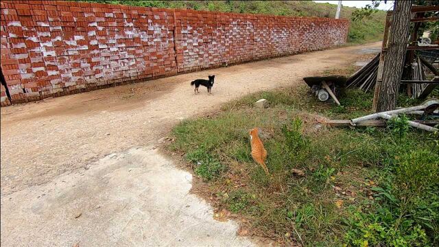 橘猫看家护院有一手,驱赶流浪狗气场很强大,家里的狗白养了