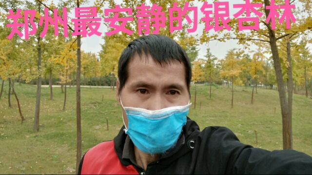 实拍郑州黄河边银杏林,这里环境真是太安静了,很适合拍照