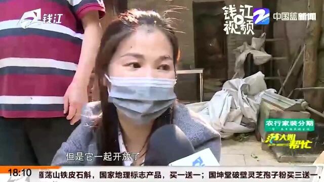 留住这缕桂花香 杭州满觉陇村民开始“动手腌”