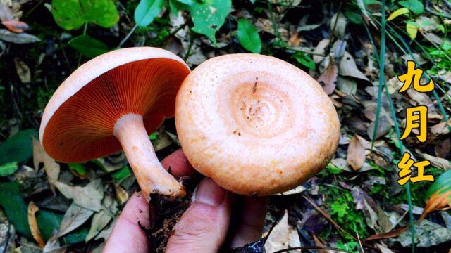 跟随小野一同进山采蘑菇,意外发现了今年的第一朵九月红,好激动啊