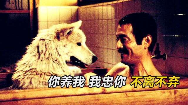 豆瓣9.2分,《忠犬八公》的日版原版,看一次哭一次!