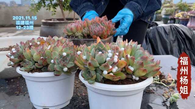 带盆土回来的多肉如何处理?霜花直接种进盆,荷花咋不行?因土而异!