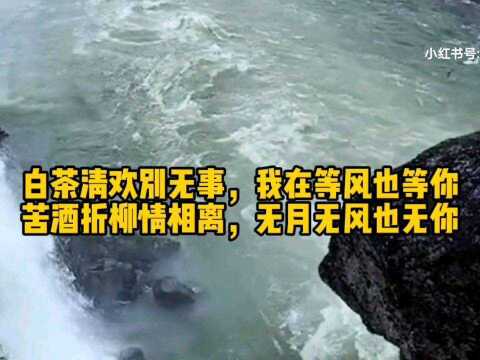 白茶清欢别无事,我在等风也等你 苦酒折柳情相离,无月无风也无你#看点趣打卡计划