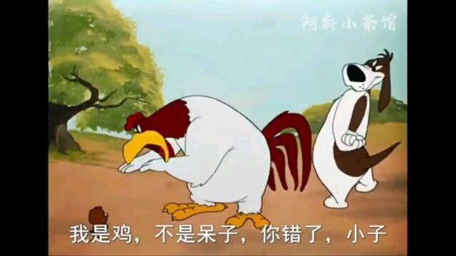 “究竟是呆子还是鸡?”