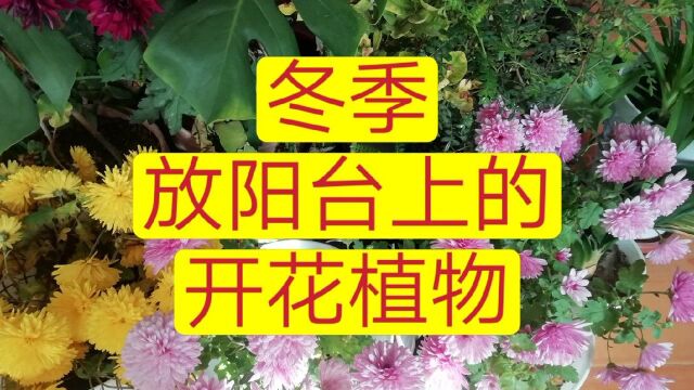 冬季,适合阳台上的开花植物,适合小白养护