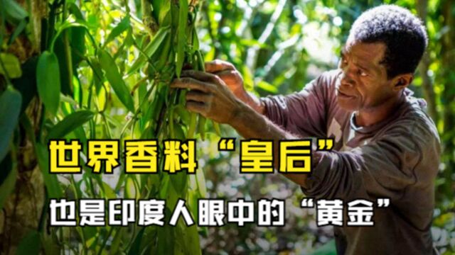 香荚兰:世界食品香料“皇后”,同时也是印度人眼中的“黄金”