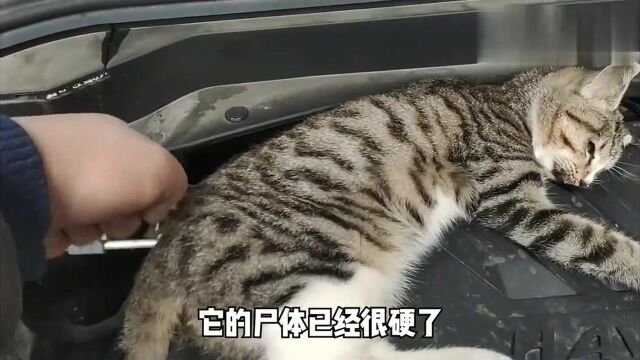 一只猫死在了我的车里,好可怜,我是这样处理的