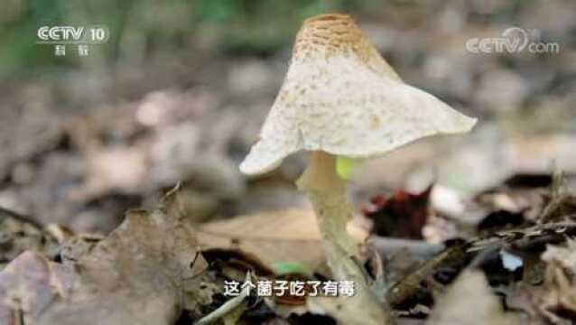 科考队进入山谷遇冠状环柄菇,专家:吃了会损伤肝脏