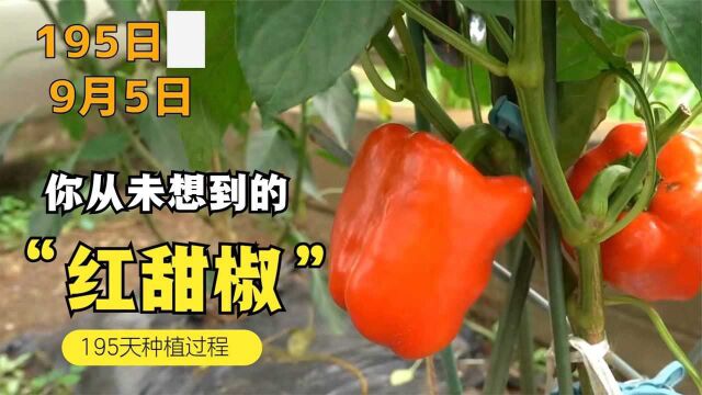 怎样种红甜椒?用195天记录甜椒从采种到收获的过程(1)