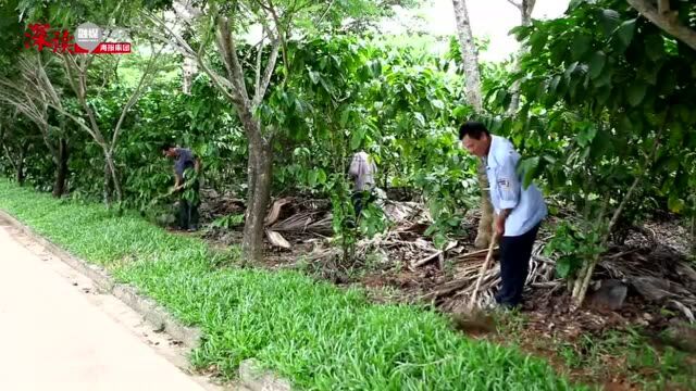 视频+美图!沿着海南环岛公路,打卡海南美丽农庄