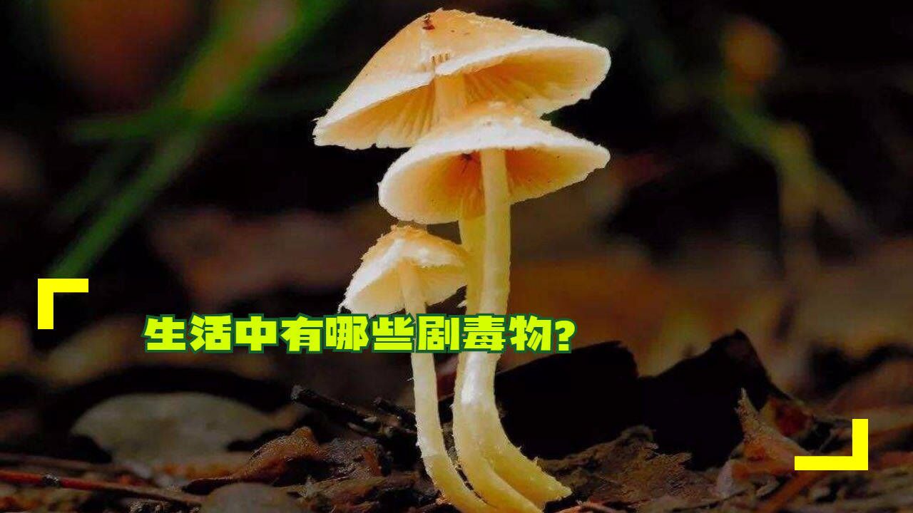 生活中有哪些剧毒物?