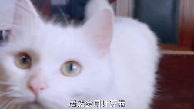 怎么还有人骗小猫咪的钱呢