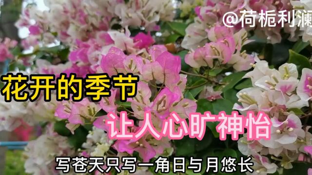 花开的季节,让人心旷神怡