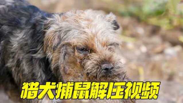 边境梗犬抓捕超大老鼠,高清解压视频奉上