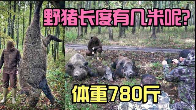 狩猎巨型野猪,体重达到780斤的野猪,想象一下有多震撼!