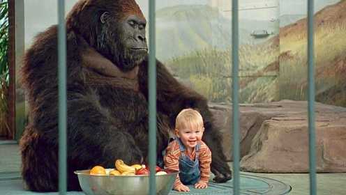 小男孩被劫匪绑架，受到动物园大猩猩强势保护，劫匪都不敢靠边！