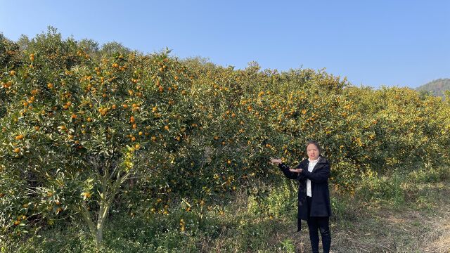 俄罗斯美女到广东承包300亩地,种稀有水果\