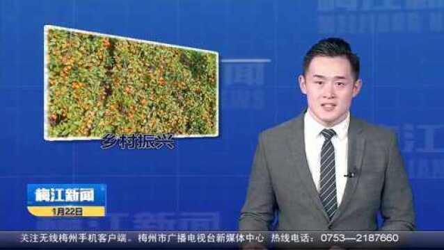 西阳镇塘青村:金黄砂糖桔 村民致富果