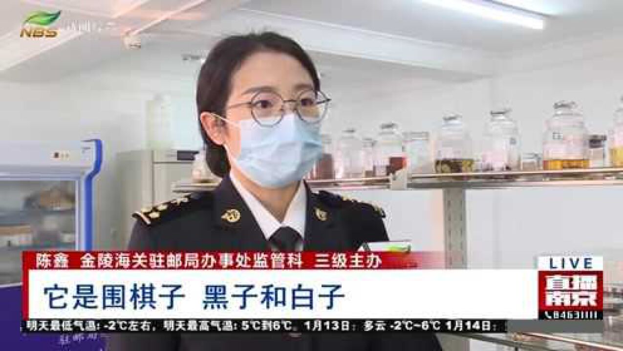 “大贝壳”过海关?原来是濒危物种砗磲